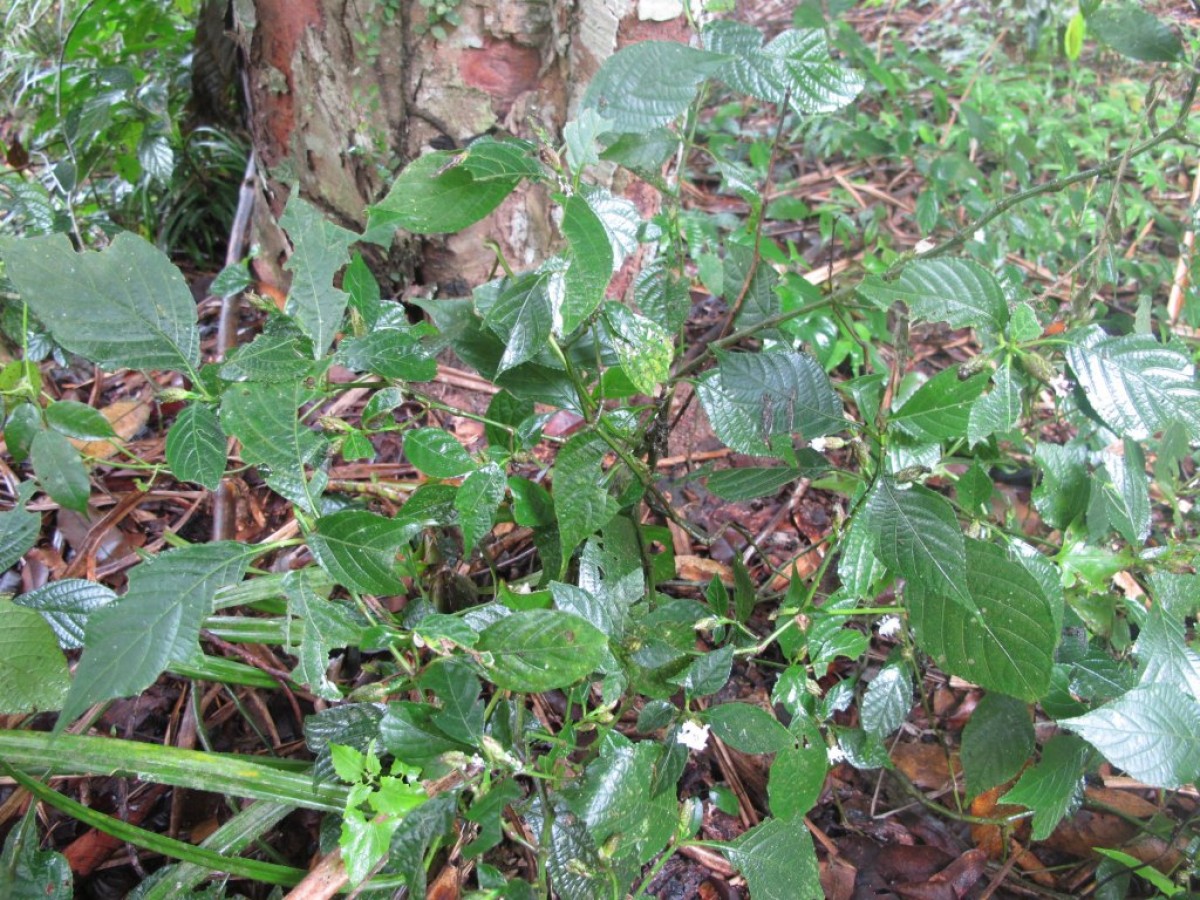 Strobilanthes thwaitesii T.Anderson